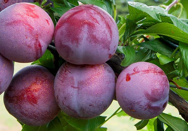 TASTY SWEET