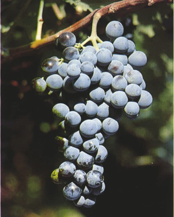 MOSCATO D’AMBURGO